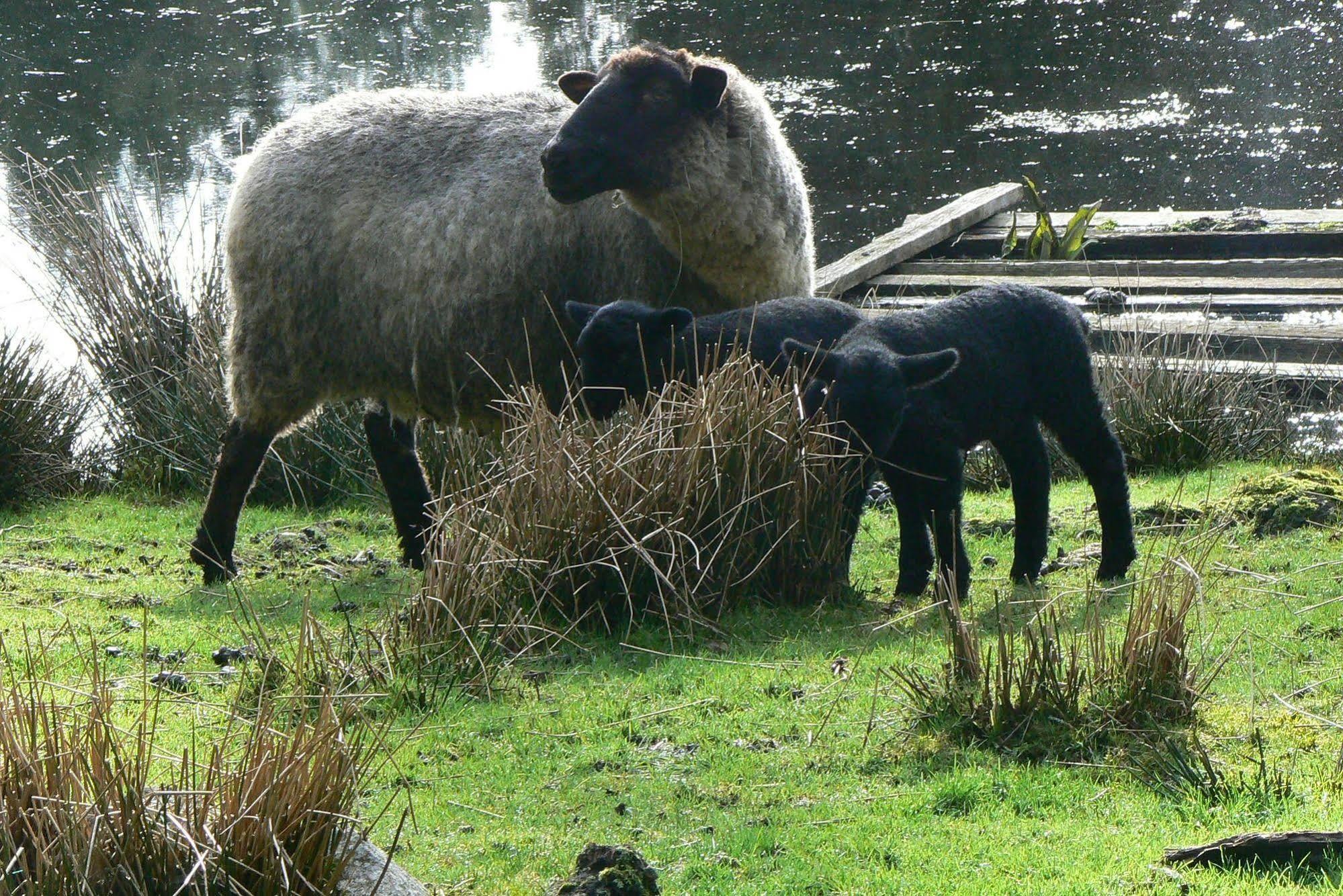 Misty Meadows B&B Langford Bagian luar foto